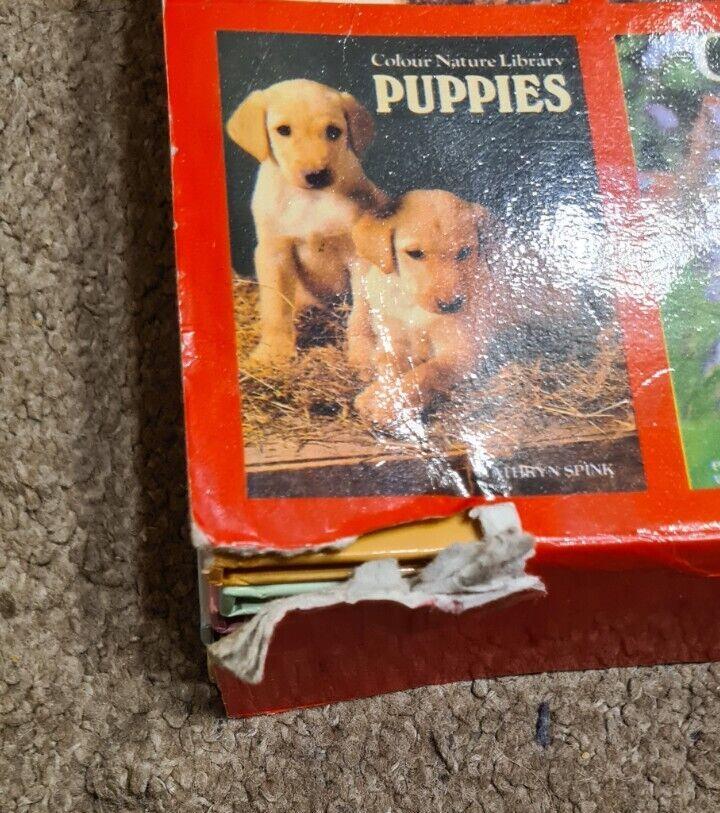 Colour Nature Library Boxset 6Book Kittens Dogs Horses Cats Puppies Baby Animals
